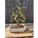 Chinese Elm Number 14